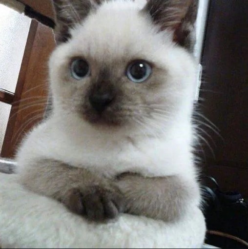 Nala