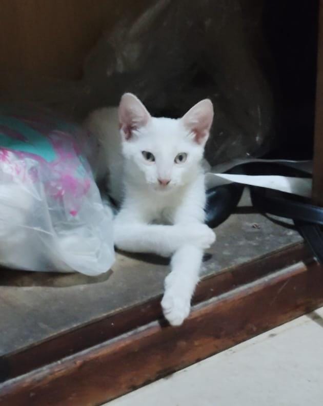 Nala