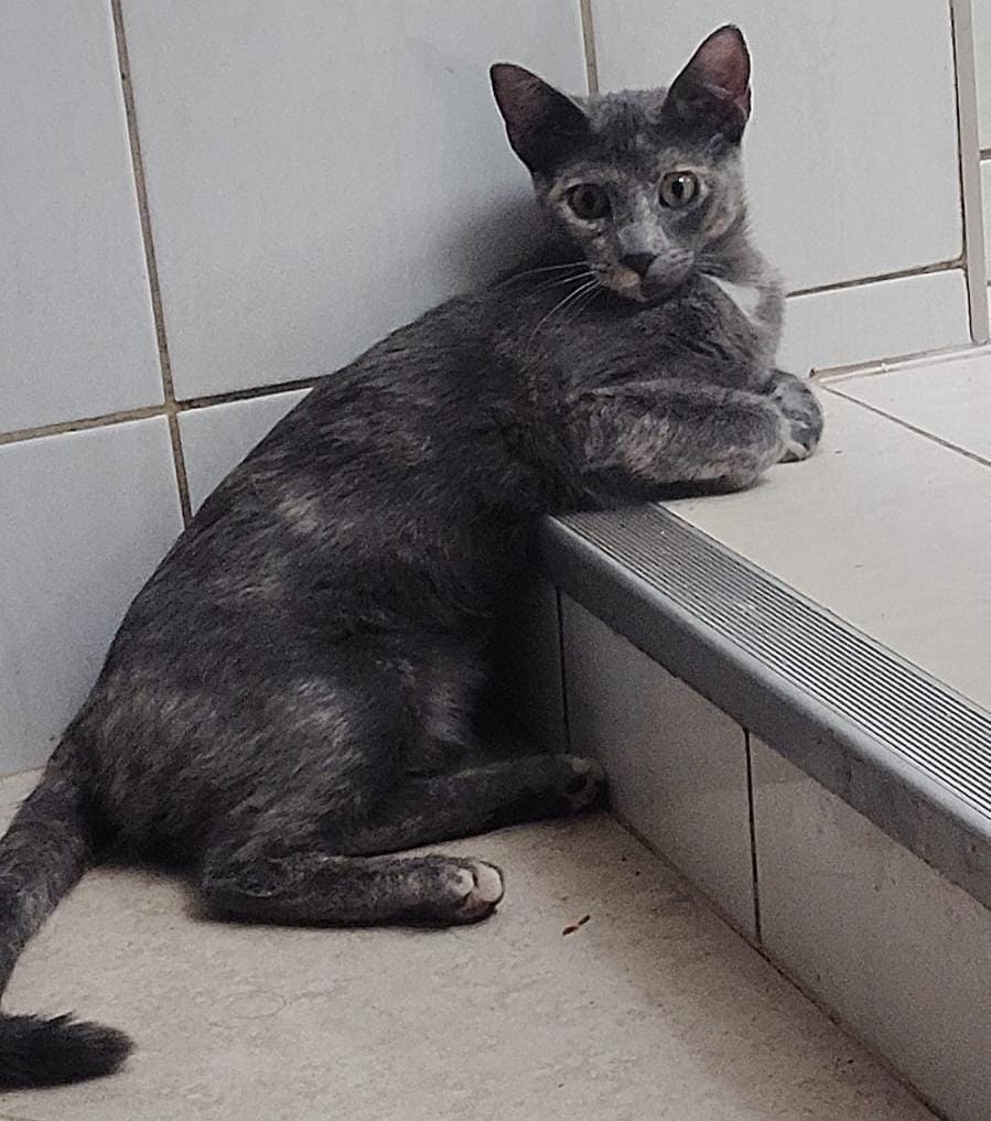 Duquesa